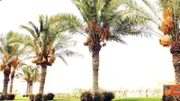 Citizen6, Qatar: Sepanjang musim panas pohon-pohon kurma yang tumbuh dengan lebat di Al-Khor Community, Qatar. (Pengirim: Thamie)