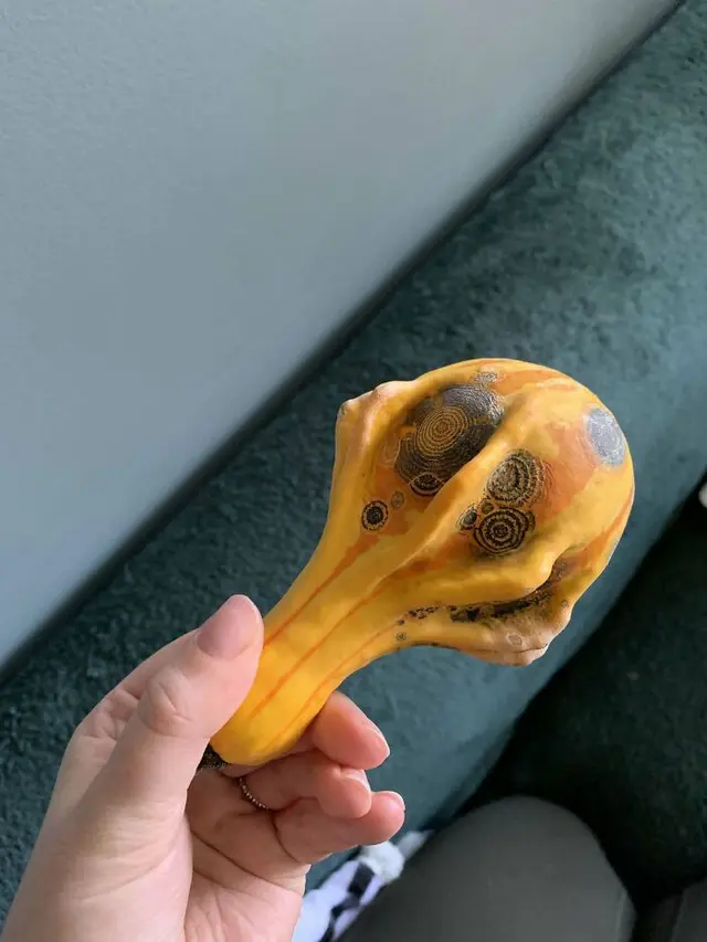 Jamur di Makanan Basi Ini Estetik