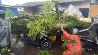 Berteduh saat Hujan, Pemotor Tewas Tertimpa Pohon Tumbang di Jalur Puncak
