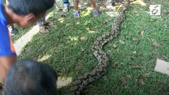 VIDEO: Ular Piton 70 Kg Bikin Warga Tangerang Geger