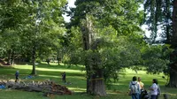 Pohon Agatis di Kebun Raya Bogor, Kota Bogor, Jawa Barat tumbang menimpa pengunjung. (AntaraFoto)
