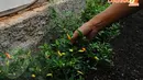 Seorang petani sedang memetik cabe rawit yang ditanam di Green House Marunda Hijau. (Liputan6.com/Andrian M. Tunay)