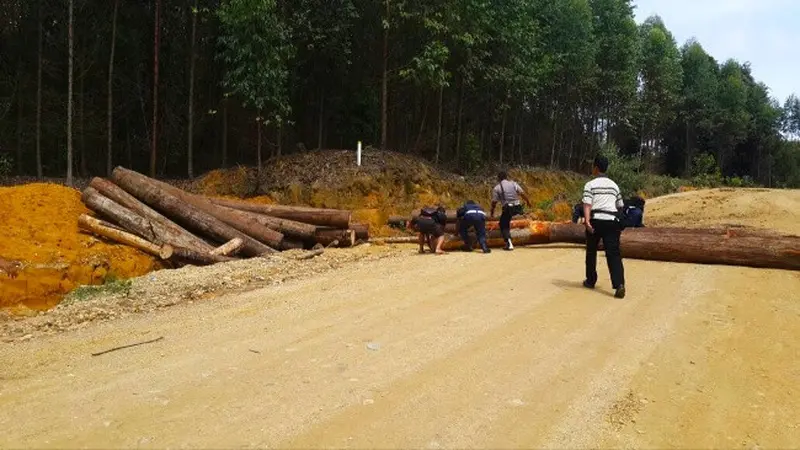 Kayu bulat didua hasil ilegal logging Suaka Margasatwa Rimbang Baling yang pernah disita Polda Riau.