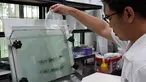 Pemerintah Singapura mulai memerangi demam berdarah dengue (DBD) dengan menggunakan nyamuk, Selasa (7/2).  Jentik nyamuk pembawa bakteri Wolbachia dikembangbiakkan di Badan Lingkungan Nasional Singapura. (AFP Photo/Roslan Rahman)
