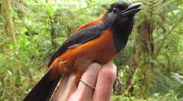 Hooded Pitohui, Dikonfirmasi sebagai Burung Beracun Pertama di Dunia