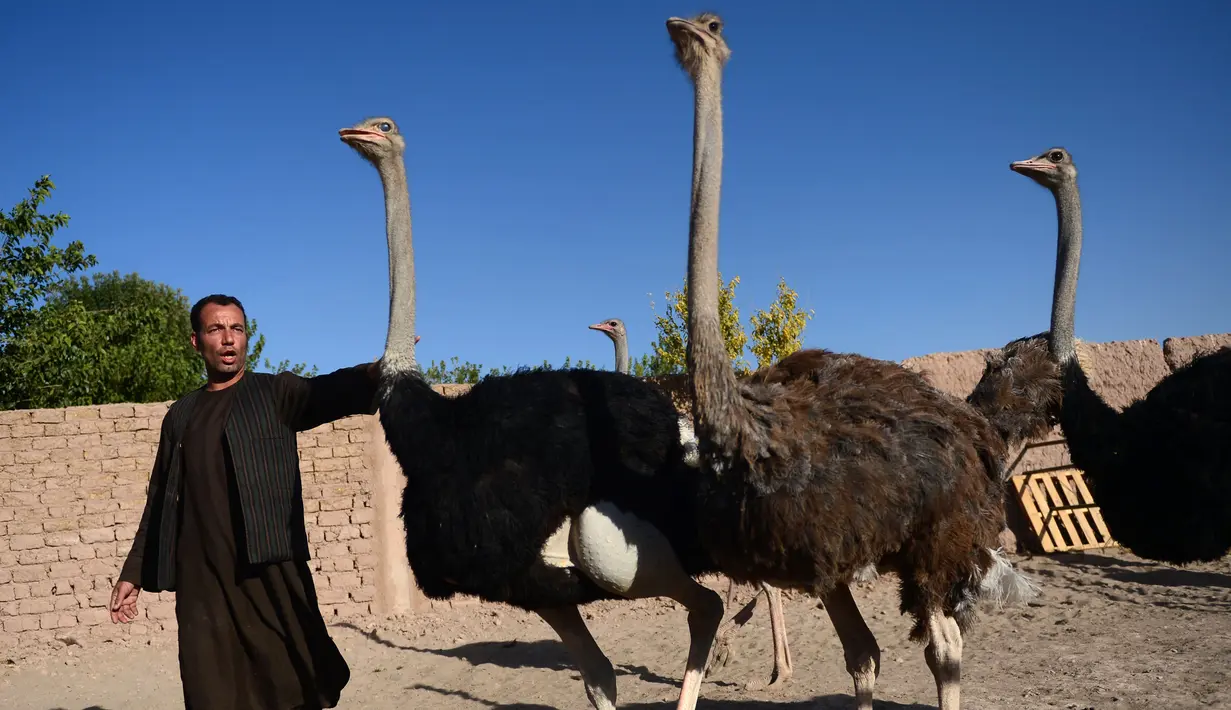 Seorang peternak berjalan dengan burung unta di sebuah peternakan di pinggiran Herat, Afghanistan (15/8).  (AFP Photo/Hoshang Hashimi)