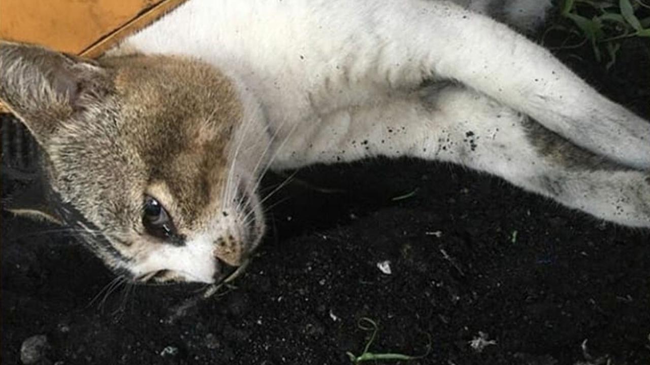 Kucing Komplek Sekarat Hingga Mati