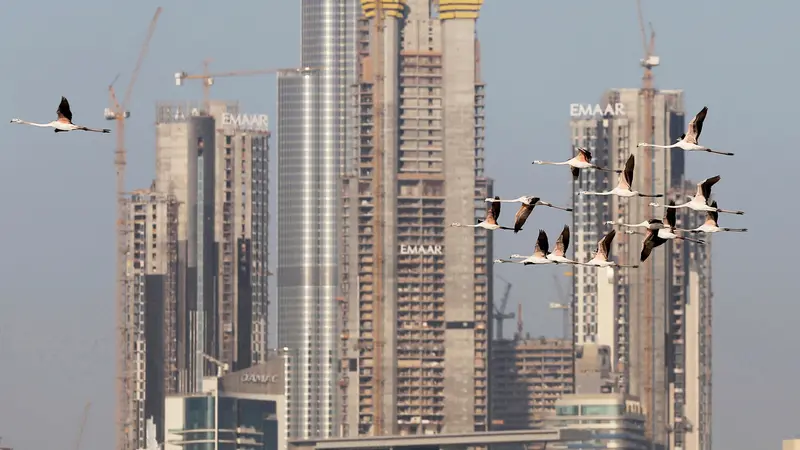 Melihat Habitat Flamingo di Tengah Mewahnya Kota Dubai