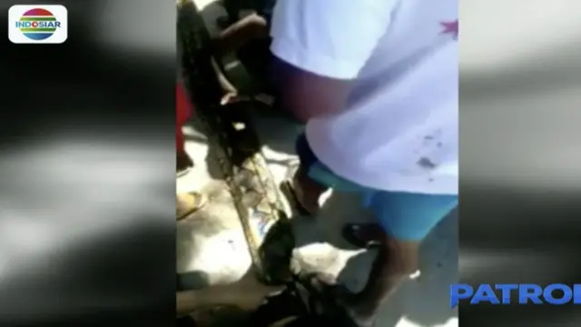 Ular Piton Ukuran Raksasa Kembali Hebohkan Warga Muna