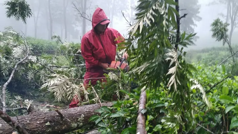 Petugas memotong pohon tumbang di kawasan kebun teh di kawasan Puncak Bogor