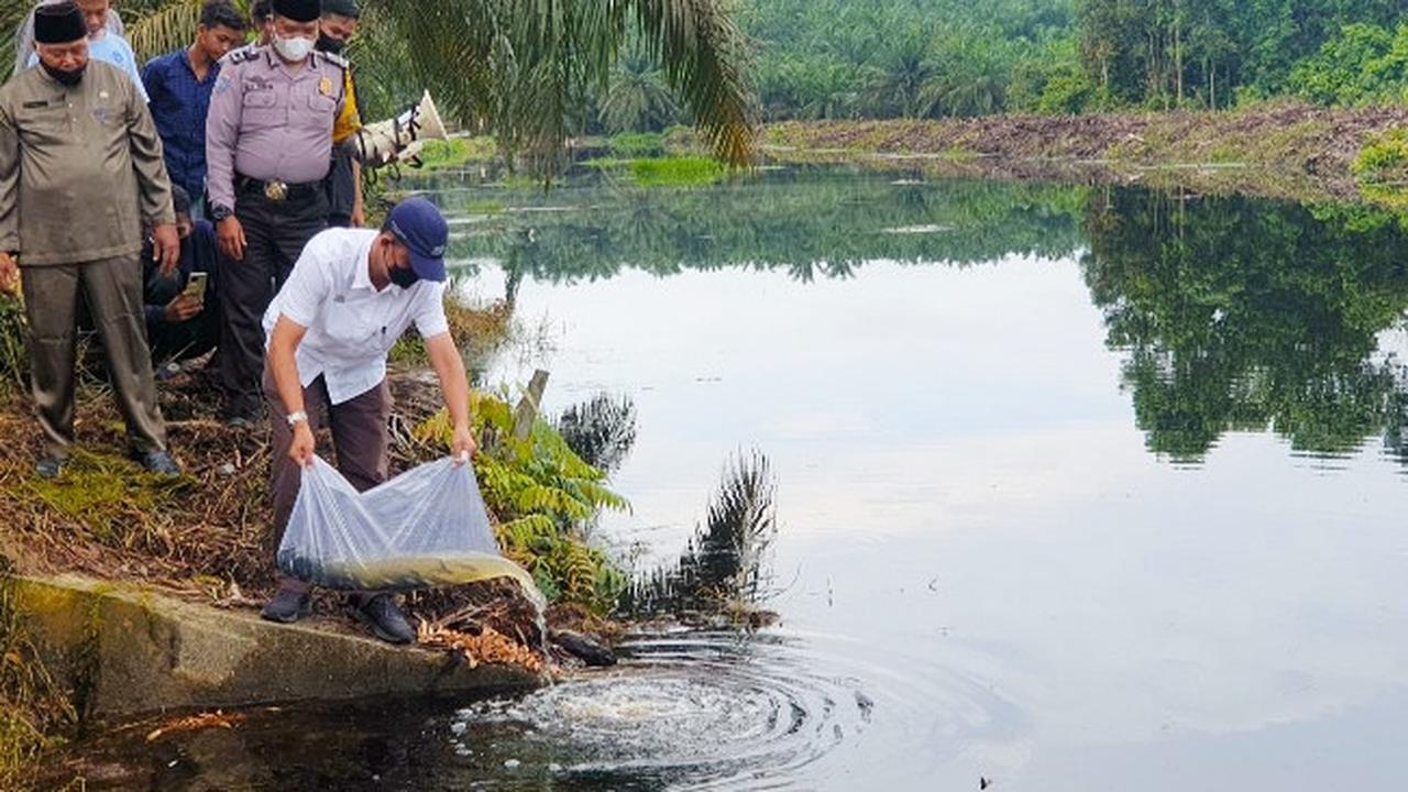 Penaburan bibit puluhan ribu ikan di desa wisata Kampung Sawit Permai, Kabupaten Siak dengan bantuan PTPN V.