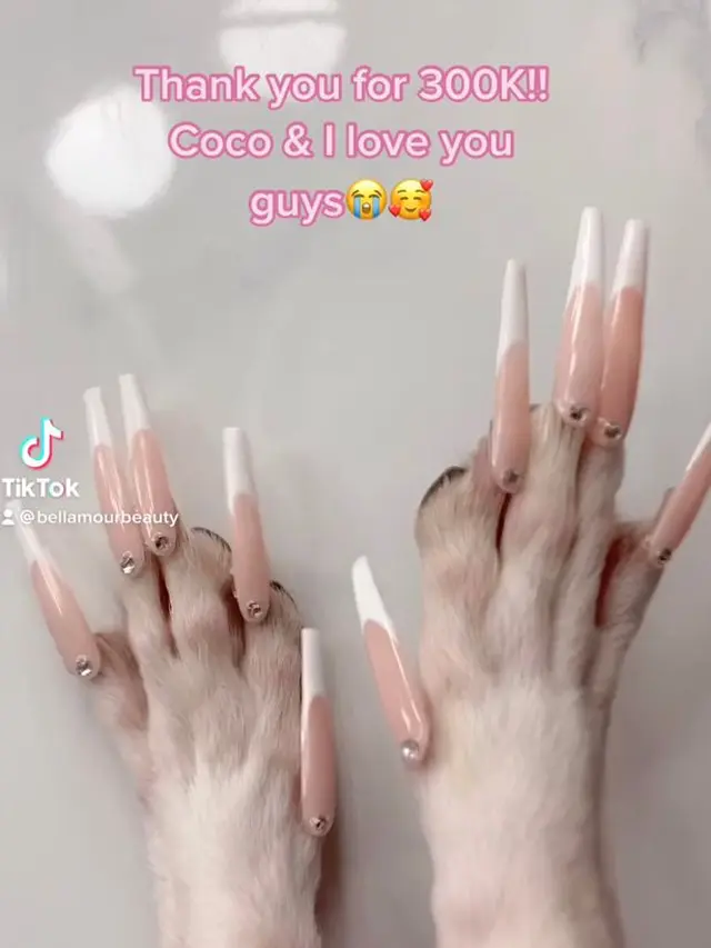 anjing dipasangi kuku palsu