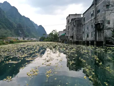 Foto dari udara menunjukkan pemandangan bunga Ottelia acuminata di Sungai Chengjiang di Kota Daxing yang berada di Wilayah Otonom Etnis Yao Du'an, Daerah Otonom Etnis Zhuang Guangxi, China selatan (28/10/2020). (Xinhua/Lu Boan)
