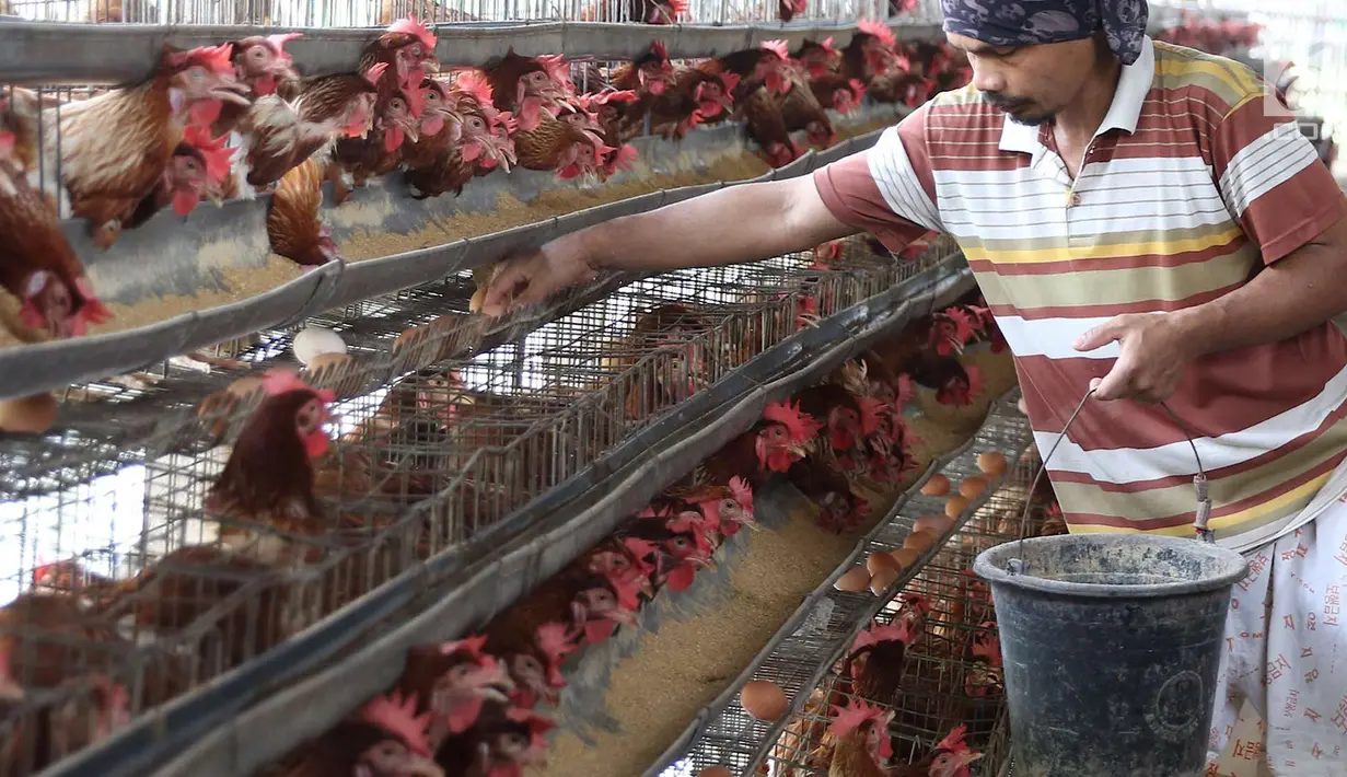 Pekerja mengumpulkan telur dari peternakan ayam di kawasan Depok, Jawa Barat, Senin (23/7). Tingginya harga telur ayam di pasaran karena tingginya permintaan saat lebaran lalu yang berimbas belum stabilnya produksi telur. (Liputan6.com/Immanuel Antonius)