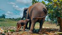 Bayi gajah yang baru lahir saat menyusu kepada induknya. (Liputan6.com/Dok BBKSDA Riau)