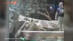 Yang menarik ialah singa betina yang juga berada di kandang, seakan menenangkan amarah dari sang singa jantan. 