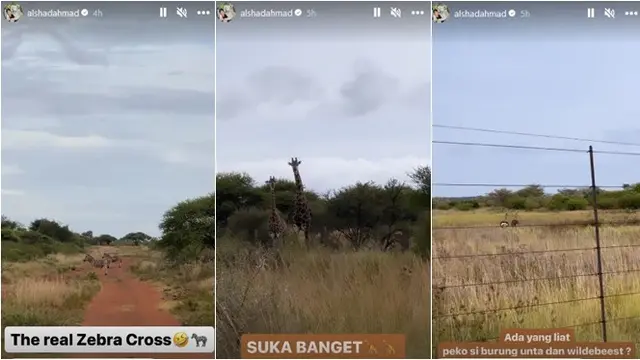 Usai Liburan di Jepang, Ini 6 Potret Alshad Ahmad yang Asyik Safari di Alam