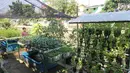 Warga menyirami tanamannya di Cikini, Jakarta, Jumat (29/9). Suku Dinas Ketahanan Pangan Kelautan dan Pertanian (KPKP) Jakarta Pusat menargetkan 16 urban farming atau pertanian kota tersebar di seluruh kecamatan. (Liputan6.com/Angga Yuniar)