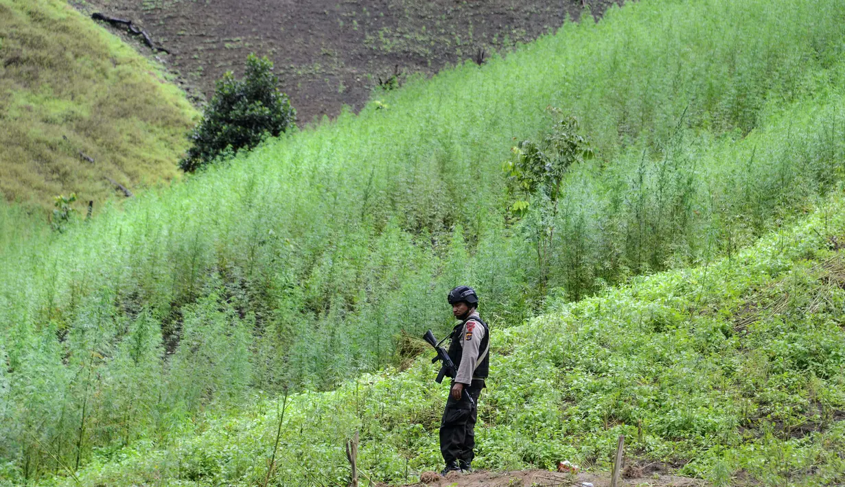 Petugas polisi bersenjata lengkap berjaga di di sebuah ladang di Indrapuri, Aceh, Kamis (26/4). Ladang tersebut berada sekitar 4 kilometer dari permukiman warga. (AFP/Chaideer Mahyuddin)