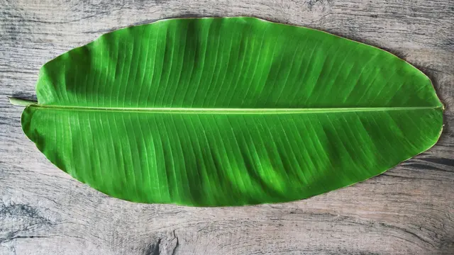 [Bintang] Daun Pisang