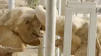 37 Tahun Tak Jumpa, Gajah `Silaturahmi` Jabat Belalai