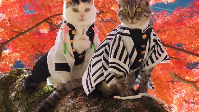 Pria Ini Membuat Kostum Ala Tokoh Anime Untuk Kucingnya, 6 Hasilnya Bikin Takjub. (Sumber: Twitter/YagyouNEKO)