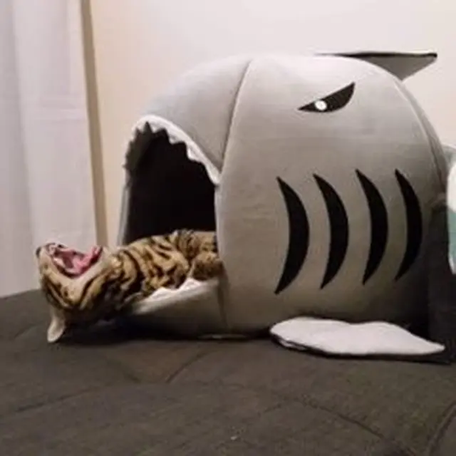6 Potret Kucing Digigit Boneka Hiu Ini Mendalami Peran, Jago Akting