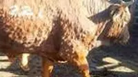 Salah satu contoh hewan sapi terkena penyakit borok kulit hewan atau Lumpy Skin Disease (LSD). (Liputan6.com)