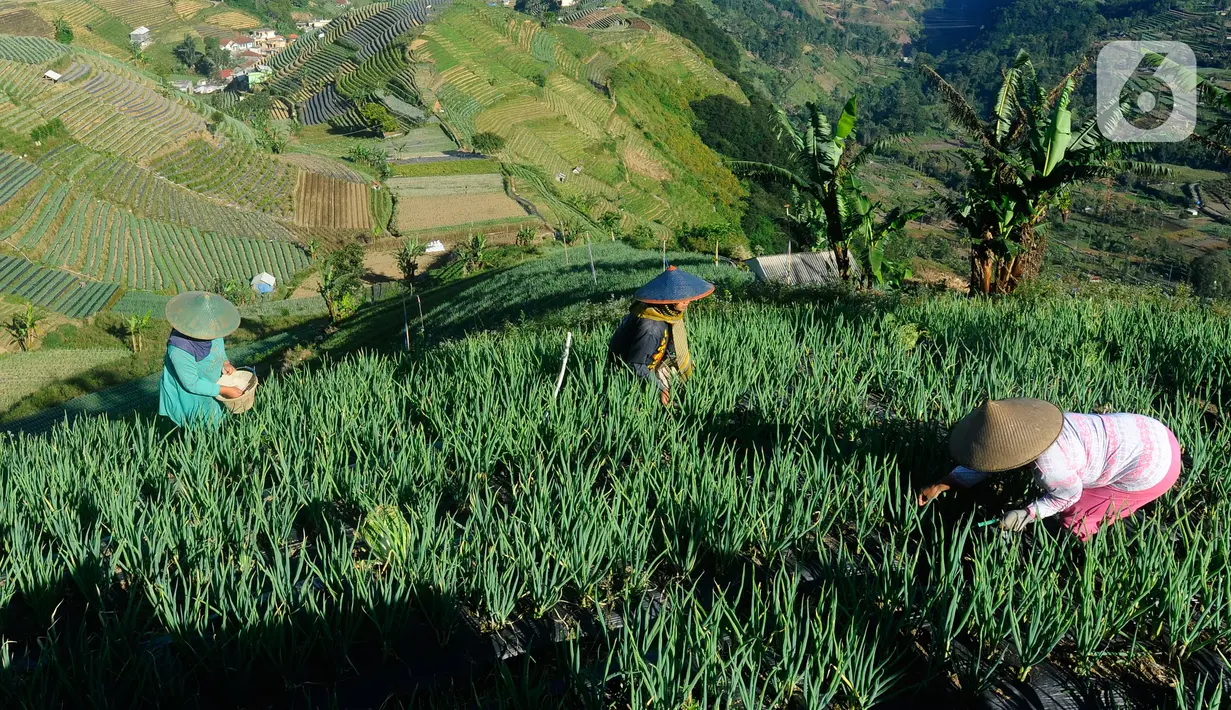 Petani Majalengka mengeluhkan sulitnya untuk mendapatkan pupuk subsidi. Sedangkan untuk menggunakan pupuk nonsubsidi terlalu berat bagi petani karena harganya yang sangat mahal. (merdeka.com/Arie Basuki)
