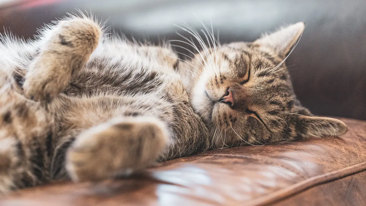 Ilustrasi kucing tidur
