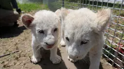 Bayi singa putih kembar tiga bermain di luar ruangan di Nantong Forest Safari Park di Kota Nantong, Provinsi Jiangsu, China, 23 April 2020. Bayi-bayi berusia hampir dua bulan itu memulai debut mereka di Nantong Forest dan mereka secara resmi akan bertemu wisatawan pada 1 Mei. (Xinhua/Xu Congjun)