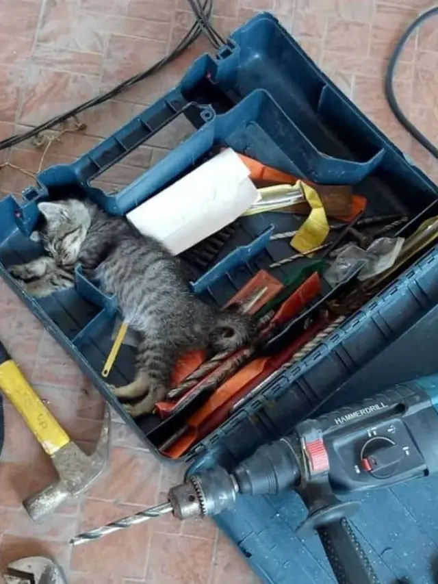 7 Potret Menggemaskan Kucing Pura-Pura Lagi Kerja
