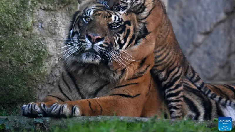 Anak harimau Sumatra di kebun binatang Roma, Italia melakukan debut publiknya pada Kamis (7/3/2024), tiga bulan setelah kelahirannya (Xinhua).