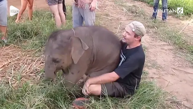 Seekor gajah bertindak manja saat bertemu wisatawan yang baru ditemuinya. Aksi lucu tersebut terjadi di sebuah taman wisata di Thailand.
