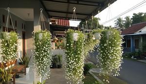 Tanaman Gantung untuk Teras Sempit yang Awet Meski Jarang Disiram Jenis Lobelia/ AI