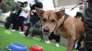 Seekor anjing mengikuti kompetisi makan saat festival Dog Does Disco "Pawards" di Central Park Mall, Jakarta, Minggu (28/4/2019). Kegiatan sebagai tempat bagi para pecinta anjing berkumpul ini dimeriahkan dengan beragam kompetisi untuk peliharaan dan juga talkshow. (Liputan6.com/Faizal Fanani)