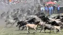Sekumpulan kuda liar yang akan ditangkap berlarian di Duelmen, Jerman (26/5). Menangkap kuda liar tanpa menggunakan alat bantu sudah menjadi tradisi tahunan warga pedesaan di Jerman. (AP Photo/Martin Meissner)