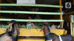 Pedagang memberi makan kambing di kios hewan ternak kawasan Buaran, Jakarta Timur, Jumat, (10/6/2022). Mewabahnya Penyakit Mulut dan Kuku (PMK) hewan membuat para pedagang terpaksa menjual kambing dengan harga tinggi. (Liputan6.com/Johan Tallo)