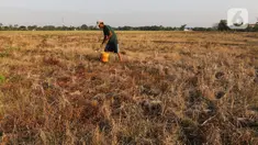 Petani menanam tanam pare setelah mengalami gagal panen di Desa Sukaringin, Sukawangi, Kabupaten Bekasi, Jawa Barat, Jumat (10/9/2021). Menurut petani, musim kemarau membuat sawah kekeringan dan gagal panen yang sudah berlangsung selama delapan bulan. (Liputan6.com/Herman Zakharia)