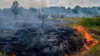 Suasana lahan gambut yang dilalap api di Pekanbaru, Provinsi Riau, (1/2). Lokasi ini merupakan salah satu dari 73 titik api yang terdeteksi menyebabkan kabut asap di pulau Sumatera. (AFP Photo/Wahyudi)