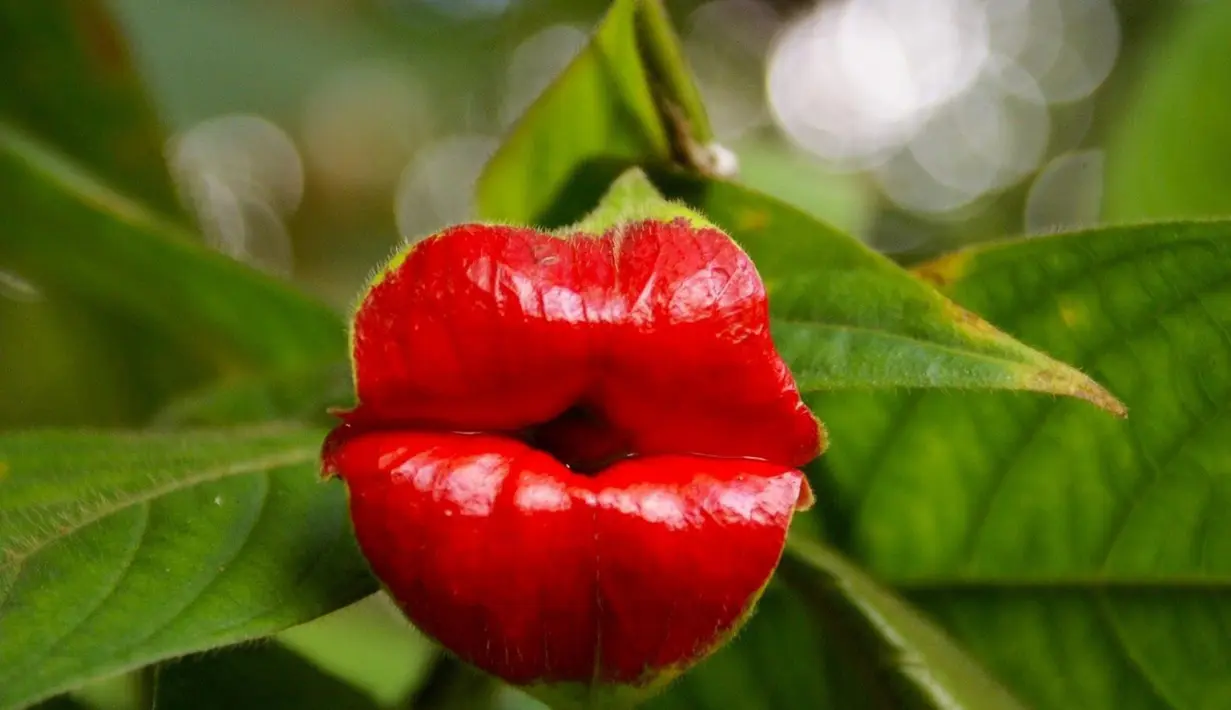 Bunga bernama ilmiah Psychotria elata ini berbentuk seperti bibir manusia. Tanaman kecil ini dapat ditemukan di hutan hujan tropis di Amerika Tengah dan Selatan seperti Kolombia, Kosta Rika, Panama dan Ekuador. (explosion.com)
