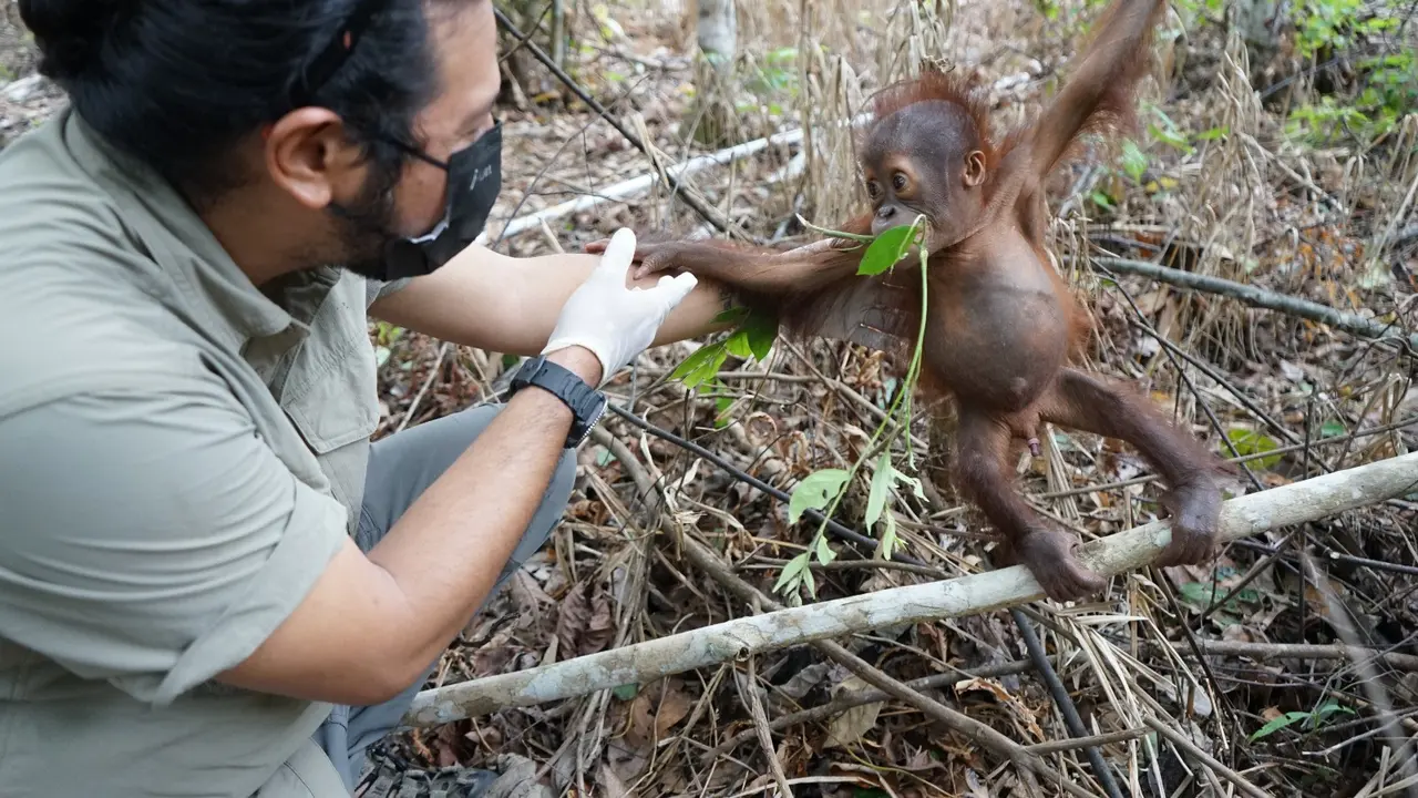 Bayi orang utan. (Liputan6.com/Abdul Jalil)