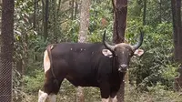 Indukan jantan Banteng di Taman Nasional Baluran untuk menambah populasi (Istimewa)