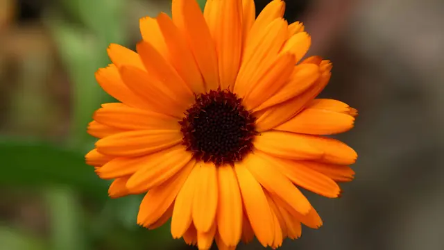 12 Jenis Edible Flower yang Bisa Ditanam di Teras