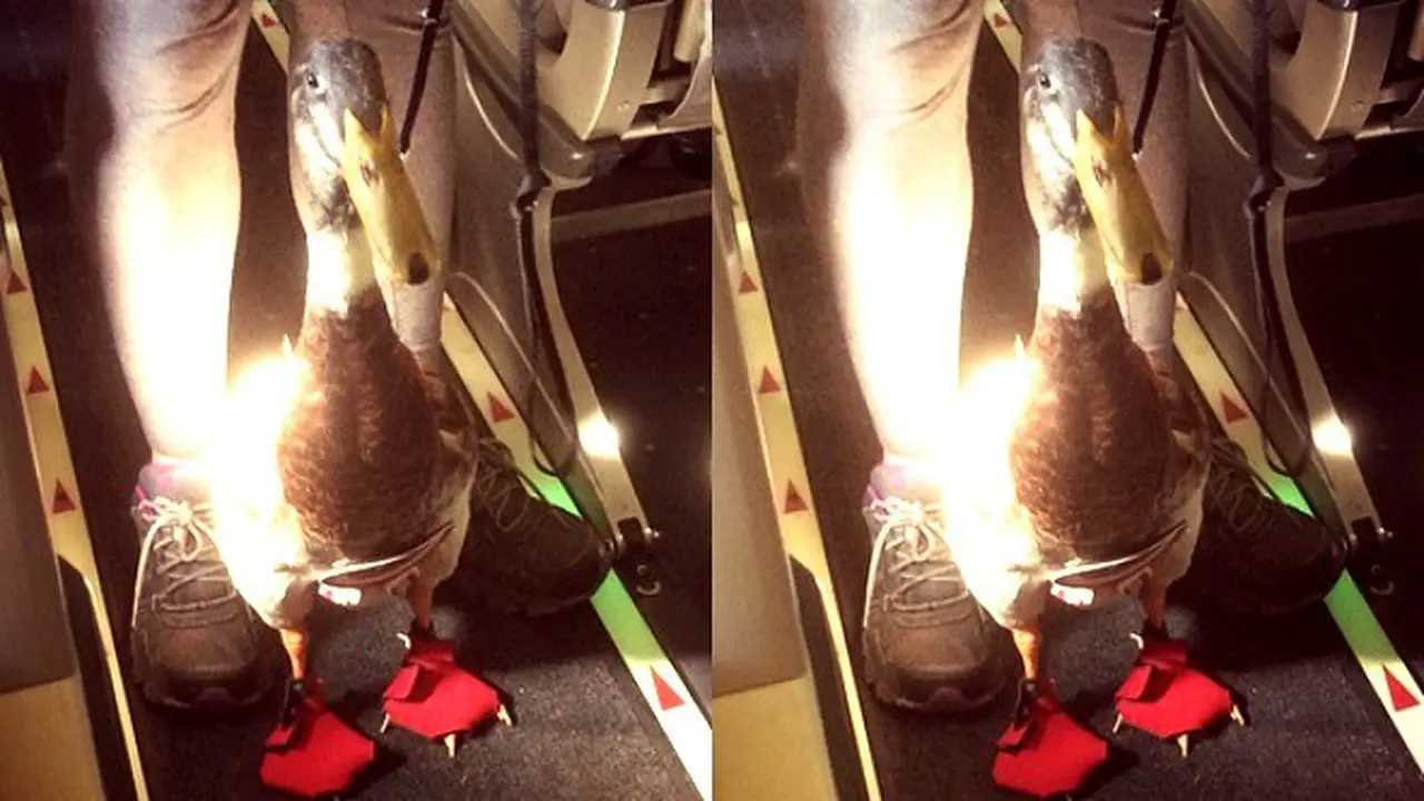 Temani Majikan Naik Pesawat, Bebek Lucu Pakai Sepatu dan Popok