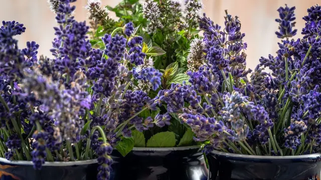 Lavender