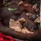 Napas Orangutan di Tengah Kepungan Asap Hutan Kalimantan