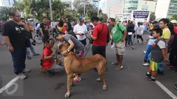 Sejumlah pengunjung mendekati anjing jenis Great Dane disela kegiatan Car Free Day di Jakarta, Minggu (18/12). Anjing tersebut menarik perhatian pengunjung karena ukurannya yang lebih besar dibanding anjing pada umumnya. (Liputan6.com/Immanuel Antonius)