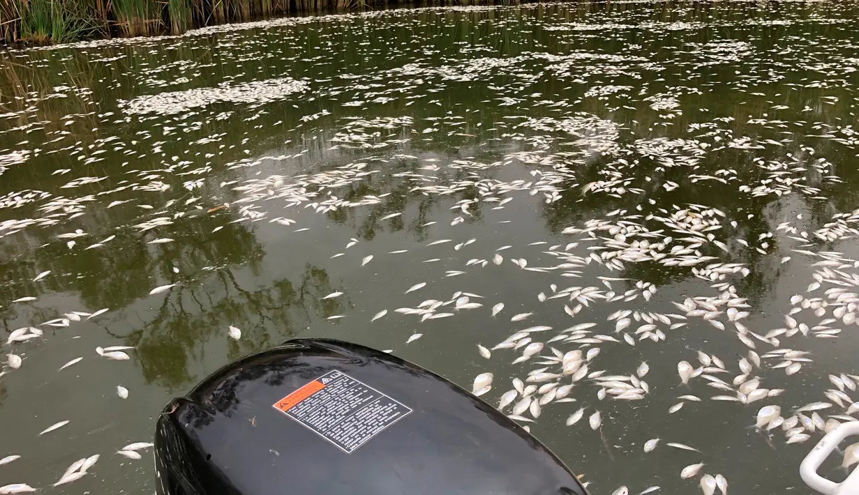 Ikan-ikan mati mengambang di sungai Darling di Menindee, wilayah timur Australia yang dihantam kekeringan hebat, Senin (28). Pemerintah setempat khawatir kematian ribuan ekor ikan ini bisa memicu bencana ekologi. (Rob Gregory via AP)