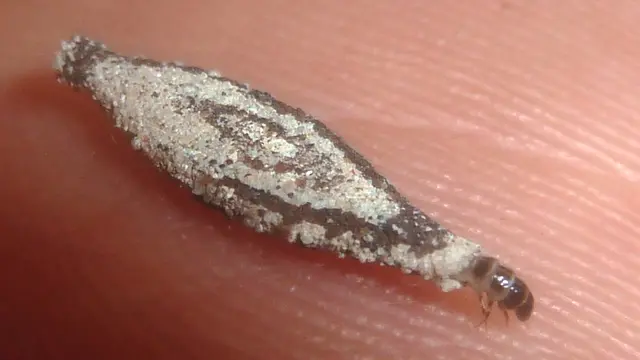 Tinea pellionella